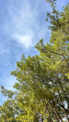 Fototapeta premium A serene view of lush green treetops against a vibrant blue sky, showcasing the beauty of nature and tranquility. Ideal for eco-tourism, environment-focused projects, or relaxation themes.