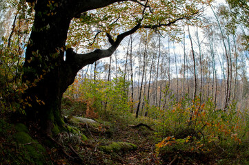 Beautiful autumn landscape. Travel, hiking, freedom, active lifestyle. Autumn in the forest.