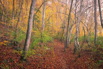 A colorful autumn landscape with tree arches and fallen leaves in the forest in North Carolina, USA