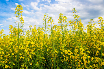 Rapeseed, Brassica napus, plants under sunny May sky with clouds in the Southern Bulgaria, Haskovo region
