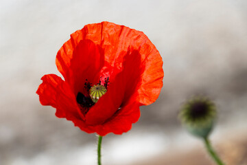 Naklejka premium Poppy flower head on a natural seed head blurred background, selective focus, abstract view