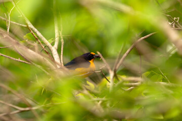 Fim-fim, Euphonia chlorotica. Um pássaro empoleirado no galho de uma amoreira comendo amoras.