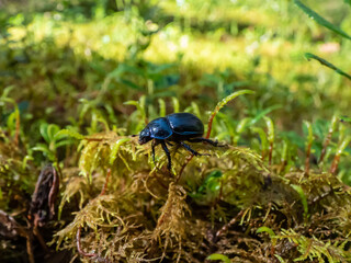 Close-up of the earth-boring dung beetle - Geotrupes stercorarius walking on a green moss in forest. Autumn scenery