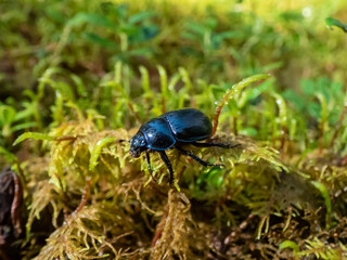 Close-up of the earth-boring dung beetle - Geotrupes stercorarius walking on a green moss in forest. Autumn scenery