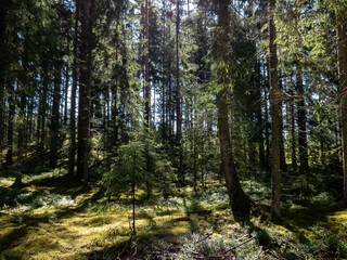 Obraz premium Misty, calm sunrise morning in the forest with golden sunlight shining through trees. Dreamy scenery in woods