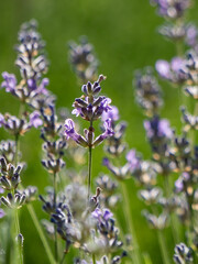 Close-up of old wooden door with old paint cracking and peeling off. Peeled paint flakes on wood