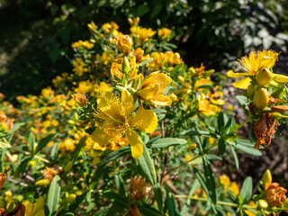 Bushy or dense St. John's wort (Hypericum densiflorum) growing in a park and flowering with bright...
