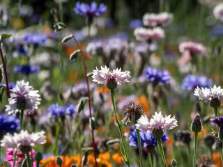 Close-up of the colourful cornflowers (Cyanus segetum Hill) growing in a garden