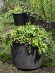 Close-up of a plastic bucket full of green weeds with soil in home garden in summer. Gardening and...