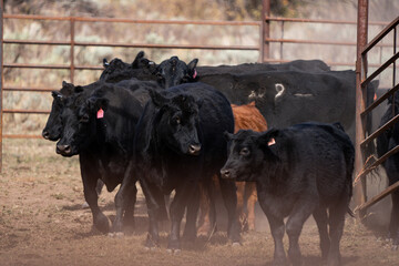 Black and red Angus cows and calves walking into fall pastures from the corrals