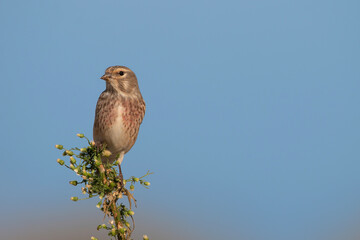 Male linnet perched on green plant with seeds. Beautiful songbirds. bird with brown, black, white and red colours. Birds in natural environment. Linnet with blue sky as background. Linaria cannabina.