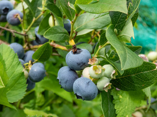 Big, ripe and unripe cultivated blueberries or highbush blueberries growing on branches of...
