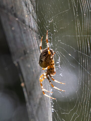 Close-up of the European garden spider, cross orb-weaver (Araneus diadematus) from the side hanging in the web with blurred background