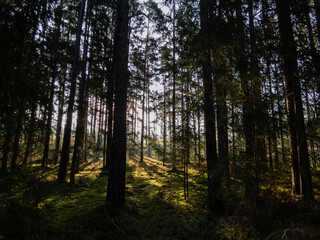 Fototapeta premium Misty, calm sunrise morning in the forest with golden sunlight shining through trees. Dreamy scenery in woods