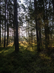 Fototapeta premium Misty, calm sunrise morning in the forest with golden sunlight shining through trees. Dreamy scenery in woods