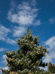 Green cones of Korean Fir (Abies koreana) Horstmann's Silberlocke evergreen conifer with dark green needles in summer