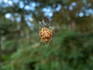 Cross orb-weaver (Araneus diadematus) showing the white markings across the dorsal abdomen hanging in the web with green foliage in background