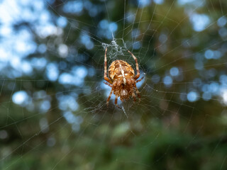 Cross orb-weaver (Araneus diadematus) showing the white markings across the dorsal abdomen hanging in the web with green foliage in background