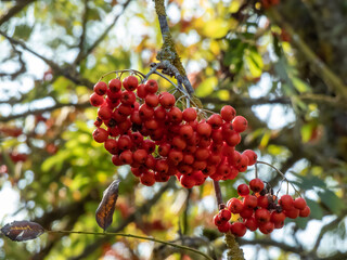 Close-up of ripe Rowan fruits growing on a rowan tree in autumn