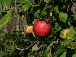 Close-up of a big, red apple growing on a branch of an apple tree surrounded with green leaves in bright sunlight in autumn