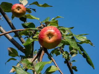 Close-up of a big, red apple growing on a branch of an apple tree in bright sunlight in autumn with blue sky in background