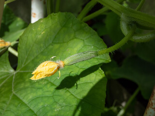 Tiny green cucumber forming and maturing from a yellow flower on a green cucumber plant (Cucumis sativus) in a green house in summer