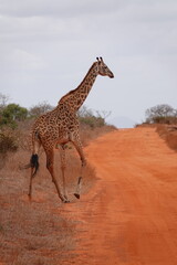 A giraffe walking along a red dirt road in Tsavo East National Park, Kenya. Surrounded by dry vegetation and an expansive savanna landscape under an overcast sky.