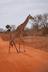 A giraffe walking along a red dirt road in Tsavo East National Park, Kenya. Surrounded by dry vegetation and an expansive savanna landscape under an overcast sky.