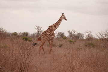 A giraffe walking along a red dirt road in Tsavo East National Park, Kenya. Surrounded by dry vegetation and an expansive savanna landscape under an overcast sky.