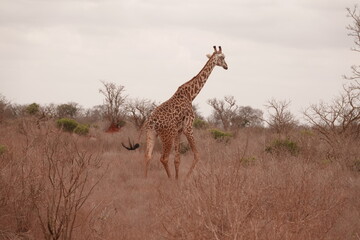 A giraffe walking along a red dirt road in Tsavo East National Park, Kenya. Surrounded by dry vegetation and an expansive savanna landscape under an overcast sky.