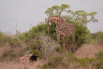 A giraffe walking along a red dirt road in Tsavo East National Park, Kenya. Surrounded by dry vegetation and an expansive savanna landscape under an overcast sky.