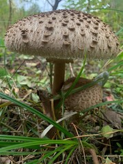 Detailed image of a brown mushroom with spotted texture, captured amidst green foliage in a forest. Perfect for nature enthusiasts and educational purposes.