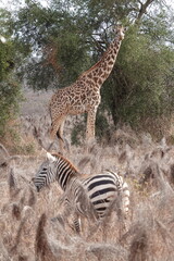 A giraffe walking along a red dirt road in Tsavo East National Park, Kenya. Surrounded by dry vegetation and an expansive savanna landscape under an overcast sky.