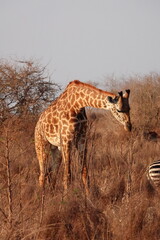 A giraffe walking along a red dirt road in Tsavo East National Park, Kenya. Surrounded by dry vegetation and an expansive savanna landscape under an overcast sky.