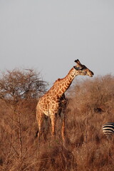 A giraffe walking along a red dirt road in Tsavo East National Park, Kenya. Surrounded by dry vegetation and an expansive savanna landscape under an overcast sky.