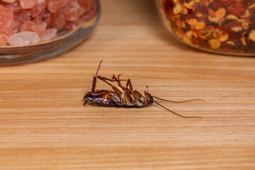 Dead Oriental cockroach on kitchen counter. Pest control, bug infestation and food safety concept.