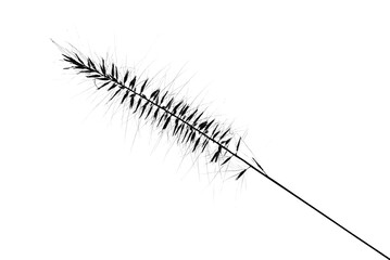 Czarna grafika rośliny na białym tle © Stefan