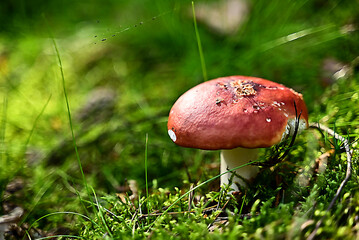 Czerwony grzyb w lesie w tle mech © Stefan