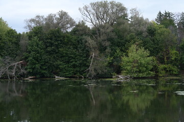 reflection of green trees in water,