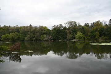 Fototapeta premium reflection of green trees in water,