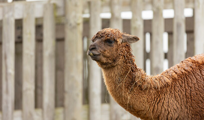 Fototapeta premium fawn coloured alpaca llama wet in the driving rain