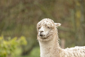 head shot of a white alpaca, wet due to sitting out in the rain