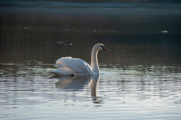 White swan onlake shore. Swan on beach. Swan on shore