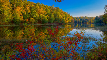 Vibrant colors of autumn forest reflected in the pond