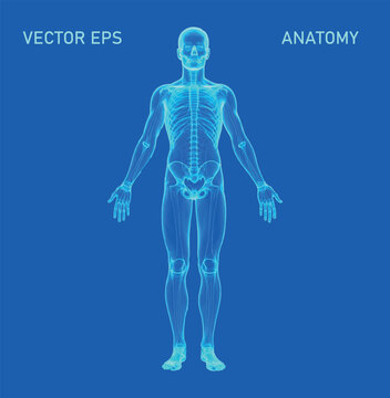 A futuristic depiction of the human body, rendered as a polygonal wireframe silhouette on a vivid blue background. This abstract low-poly illustration captures the essence of modern digital aesthetics