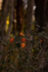 spring in the forest