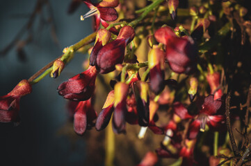 Wuluh starfruit flower or vegetable starfruit with the scientific name Averrhoa bilimbi which also...
