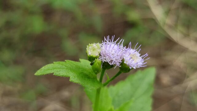 Little ironweed
