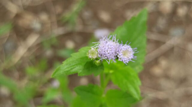 Little ironweed