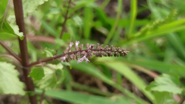 Teucrium hircanicum in the garden